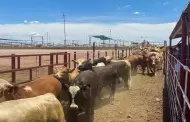 M�xico busca destrabar cierre fronterizo al ganado por gusano barrenador