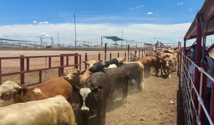 Cierre de la frontera a exportacin de ganado mexicano/ gusano barrenador