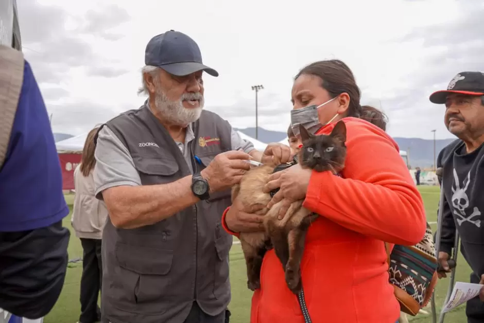 Acciones contra la rickettsiosis en Tijuana