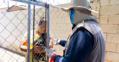 Acciones contra la rickettsiosis en Tijuana