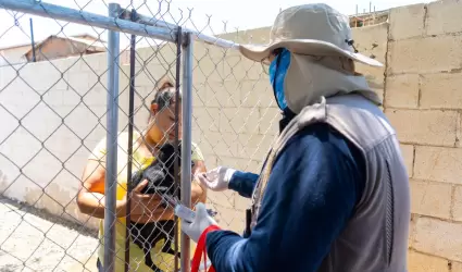 Acciones contra la rickettsiosis en Tijuana