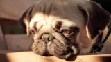Perro
