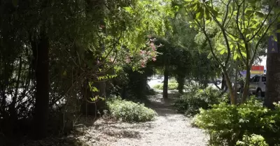 Mini bosques urbanos