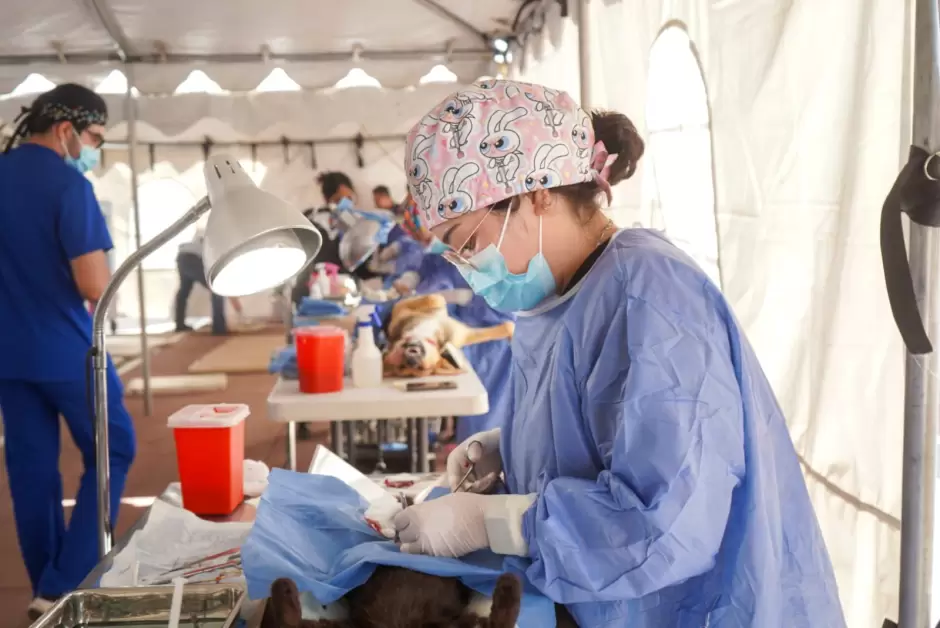 Mega jornada de zoonosis
