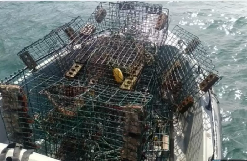 Aseguran artes de pesca prohibidas y libera langostas rojas en Ensenada