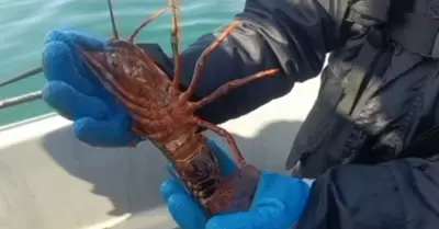 Aseguran artes de pesca prohibidas y libera langostas rojas en Ensenada