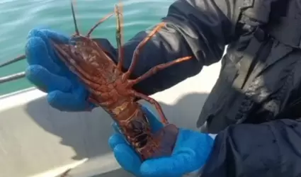 Aseguran artes de pesca prohibidas y libera langostas rojas en Ensenada