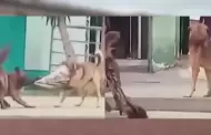 VIDEO: Ni los perros se salvan! "Juanito Alimaa" fue asaltado en plena calle y le robaron su suter