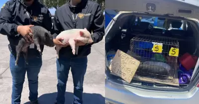 Venta de cerdos