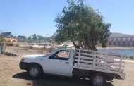 Secretara del Medio Ambiente reubica 70 rboles del estacionamiento del CUES-UABC al Parque Esperanto