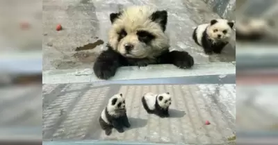 Pandas falsos