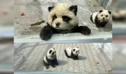 Pandas falsos