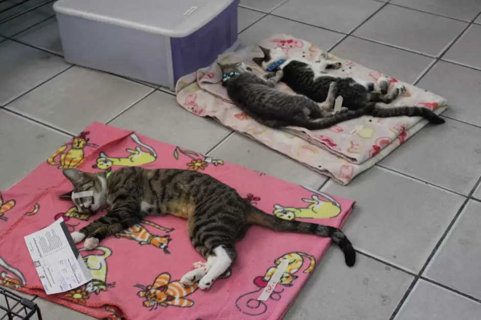 Campaa gratuita de esterilizacin en El Nio