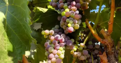 vid de Baja California