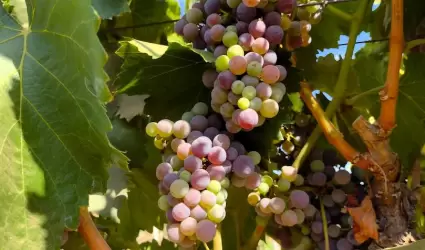 vid de Baja California