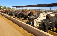 Promueve AGRICULTURA en BC el Programa de Proveedor Confiable (Libre de Clenbuterol)