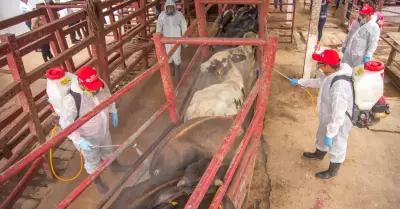 Acciones contra el gusano barrenador