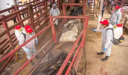 Acciones contra el gusano barrenador