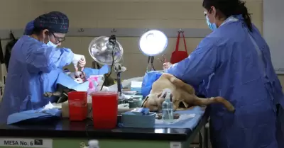 Mega Jornada de Esterilizacin Canina y Felina