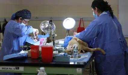 Mega Jornada de Esterilizacin Canina y Felina