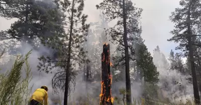 Control y liquidacin del incendio en San Pedro Mrtir
