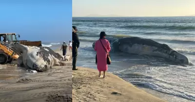 Ballena varada en Playas de Tijuana