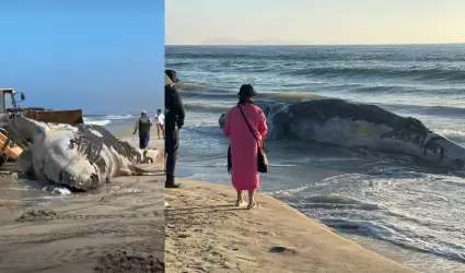 Ballena varada en Playas de Tijuana