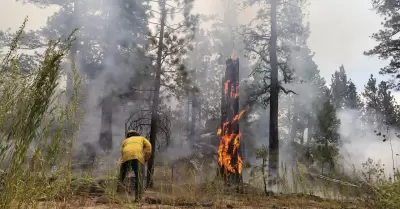 Combate de incendio forestal en San Pedro Mrtir