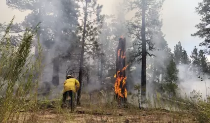 Combate de incendio forestal en San Pedro Mrtir