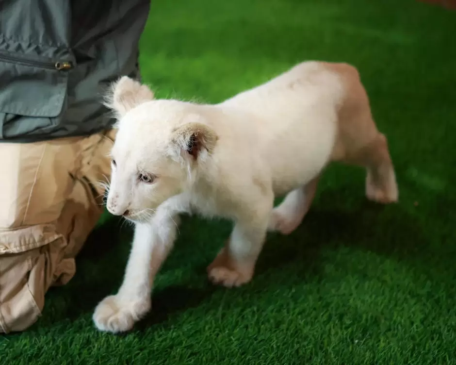 Encabeza gobernadora Marina del Pilar inauguracin de Capybara Village como un espacio familiar y de conservacin animal en Ensenada