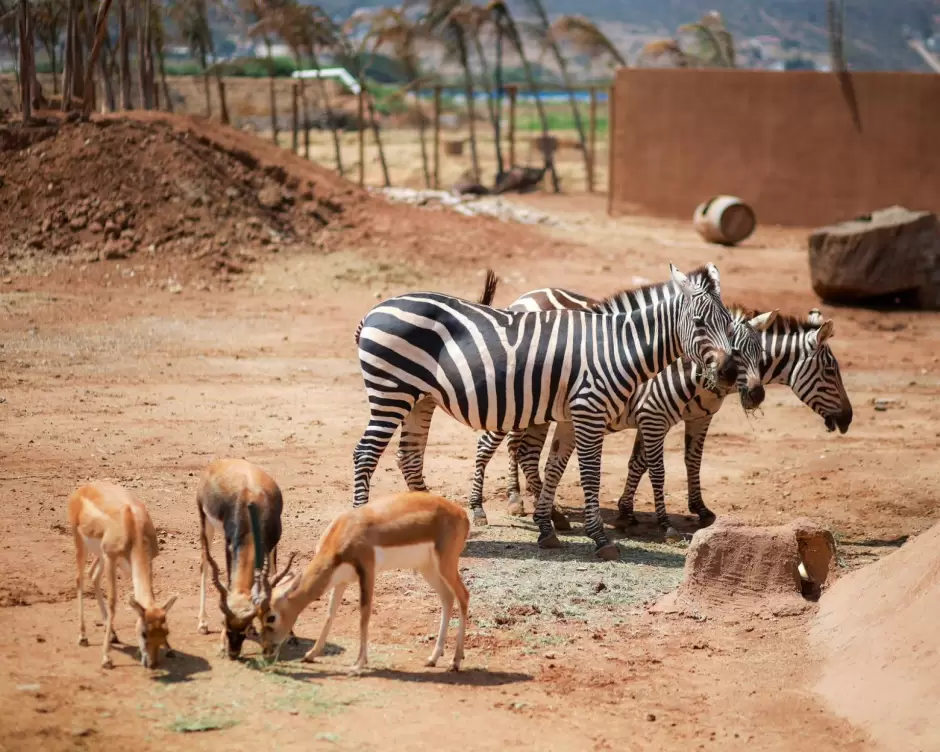 Encabeza gobernadora Marina del Pilar inauguracin de Capybara Village como un espacio familiar y de conservacin animal en Ensenada