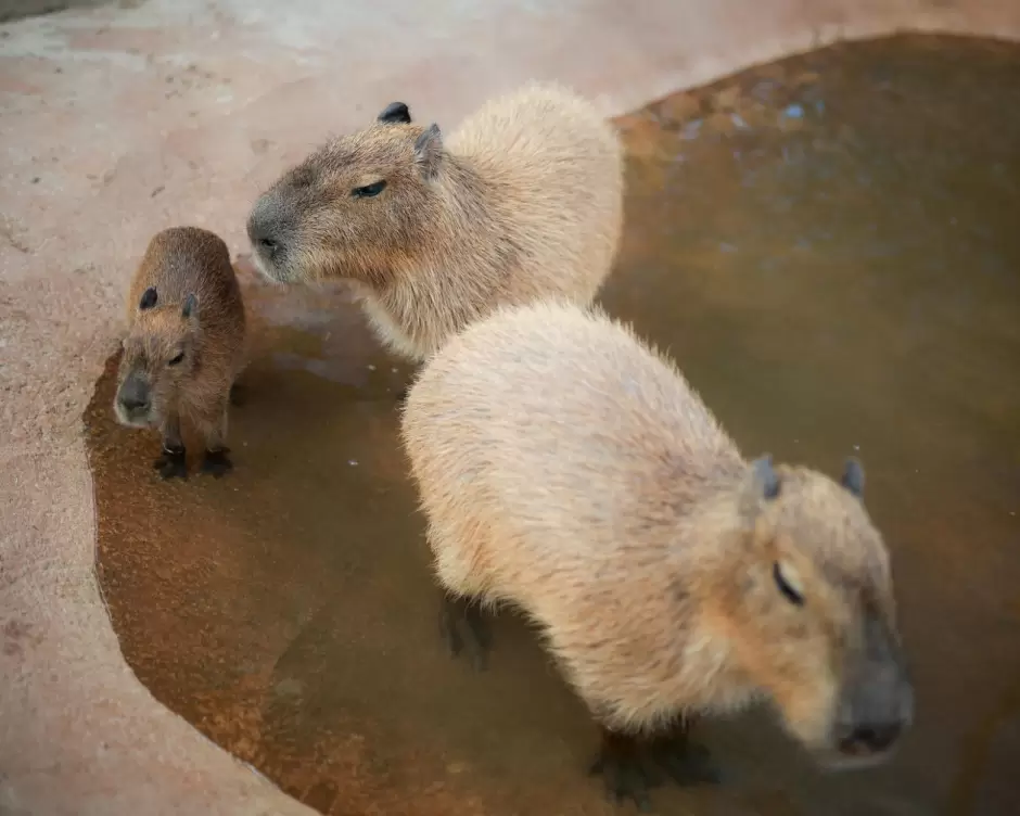 Encabeza gobernadora Marina del Pilar inauguracin de Capybara Village como un espacio familiar y de conservacin animal en Ensenada