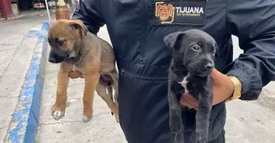 Se rescat dos cachorros que eran ofrecidos a la venta de manera ilegal