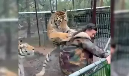 Tigre intenta atacar a mujer en parque turstico de Mazamitla