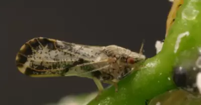 Enverdecimiento de los ctricos