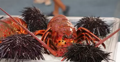 Temporada de pesca de langosta roja del Pacfico