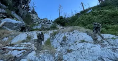 Eliminan 21 mil plantas de cannabis ilegal