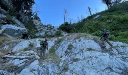 Eliminan 21 mil plantas de cannabis ilegal