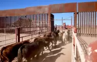 Sheinbaum ve posible apertura gradual de la frontera a exportaci�n de ganado