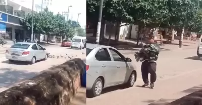 Cazador de palomas en Iguala, Guerrero
