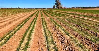 Siembra del Oto�o-Invierno 2025-2026 en el Valle de Mexicali