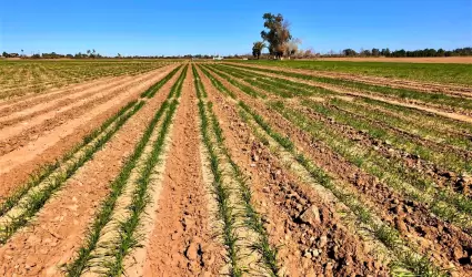 Siembra del Oto�o-Invierno 2025-2026 en el Valle de Mexicali