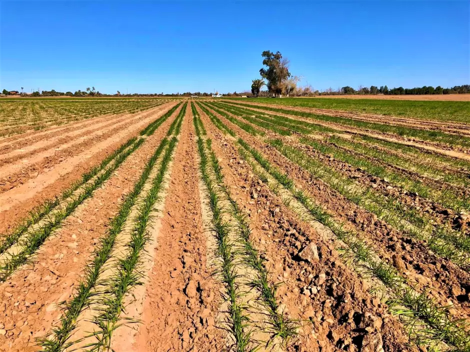 Siembra del Otoo-Invierno 2025-2026 en el Valle de Mexicali