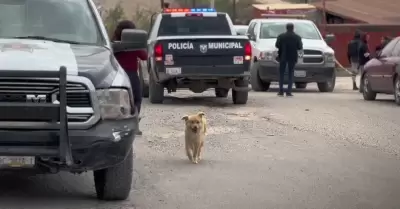 Animales abandonados