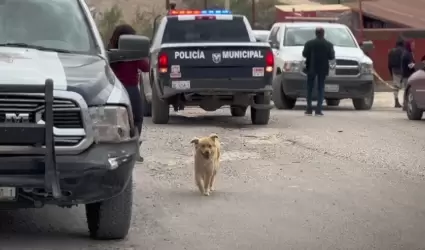 Animales abandonados