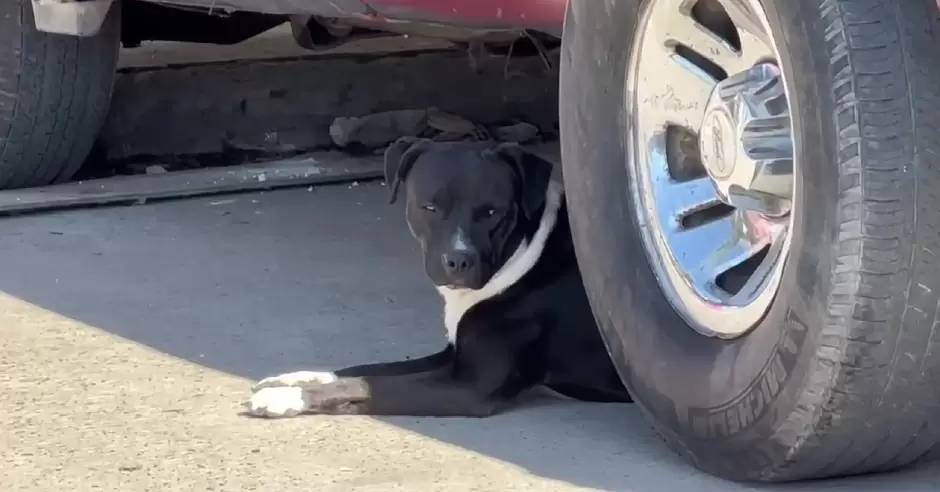 Animales abandonados