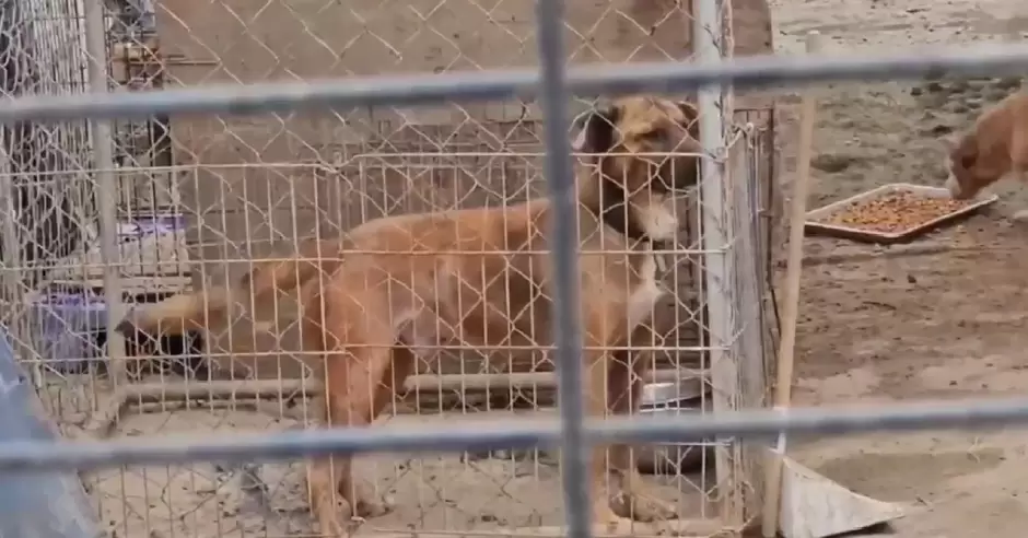 Animales abandonados
