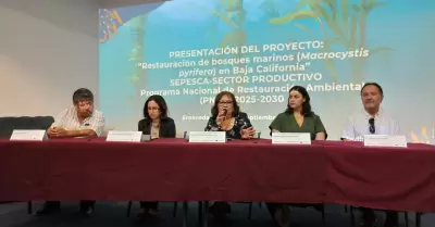 Bosques de macroalgas