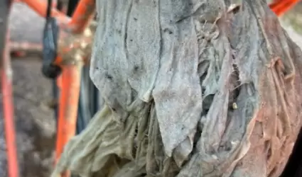 Residuos generan mayor nmero de afectaciones al sistema de alcantarillado