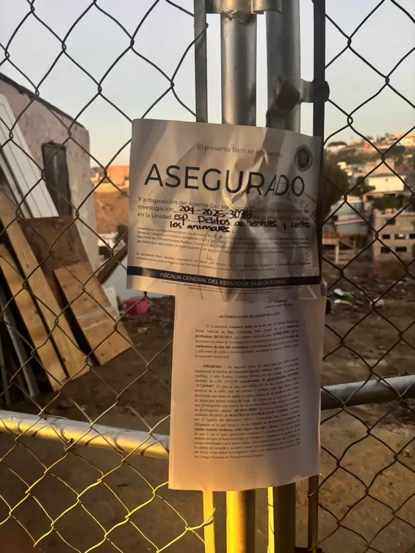 Canino rescatado en Tijuana, víctima de maltrato animal